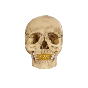 Supreme 4D Model Human Skull Natural